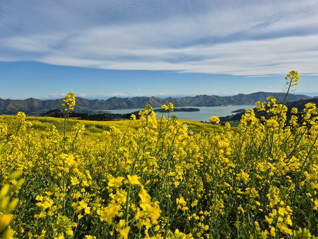 A vibrant field of yellow canola flowers in full bloom stretches across the rolling hills of Orton Bradley Park on Banks Peninsula, New Zealand.の写真素材