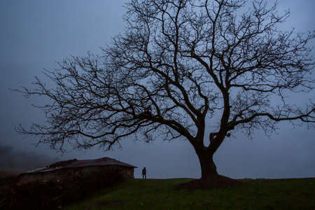 Alone man and tree, near city of Amol, in Mazandaran Province of Iran.の写真素材