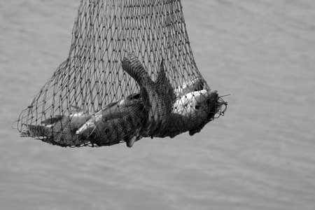 black and white of hunted fishes in the basketの写真素材