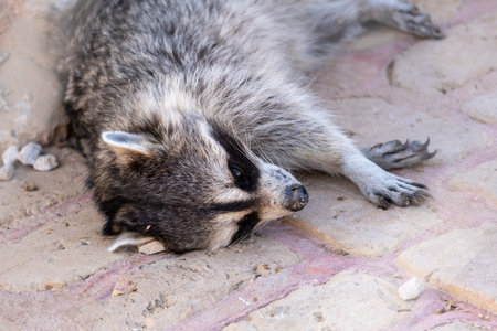 Raccoon sleeping on the ground in the park, Thailand.の写真素材