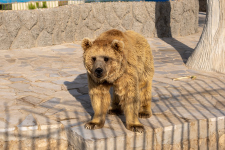 brown bear sitting on the ground in the zoo. Russia, Sochiの写真素材