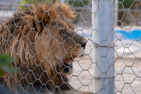 Lion behind a fence in a zoo. Close-up.の写真素材