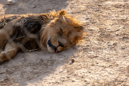 Lion in the Etosha National Park, Namibia.の写真素材