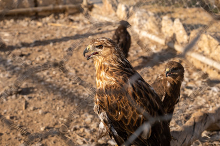Portrait of a Golden Eagle (Aquila chrysaetos)