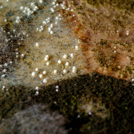 Mold on the surface of a tree. Macro. Background.の写真素材