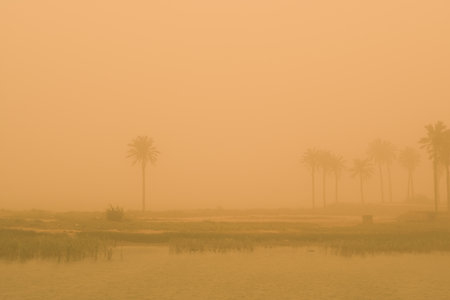 Palm trees in the rice fields in the mist, closeup of photoの写真素材