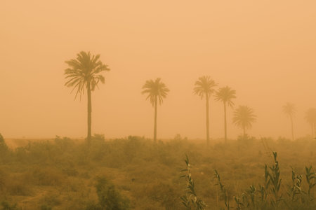 Palm trees in a foggy field, closeup of photo