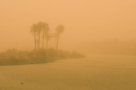 Palm trees in the mist on the Nile river, Egypt.