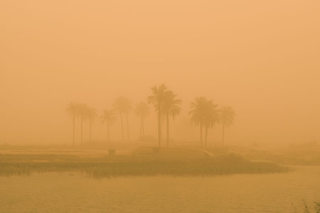 Palm trees in a misty morning, in the Mekong Delta, Vietnam