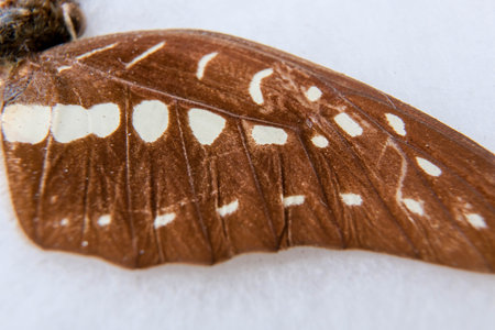 macro photo of butterfly wing details
