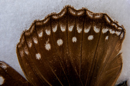 macro phto of butterfly wing detailsの写真素材