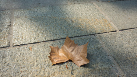 fallen leaf in the street in milan city