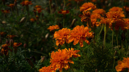 closeup photo of beautiful flowers in milan city