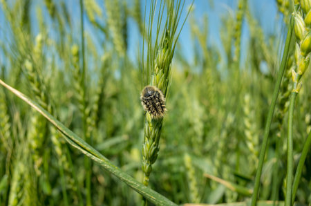 photo of wheat fields