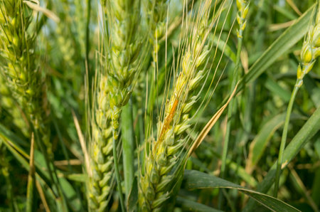 photo of wheat fieldsの写真素材