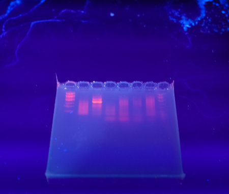 DNA bands on agarose gel plateの写真素材