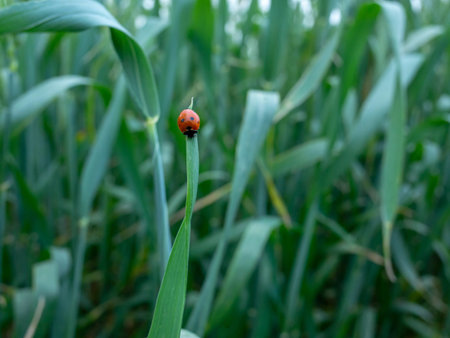Ladybug on a blade of grass in the field. Natural background