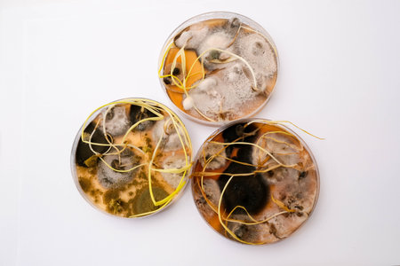 photo of fungi growth on agar media in petri dishの写真素材