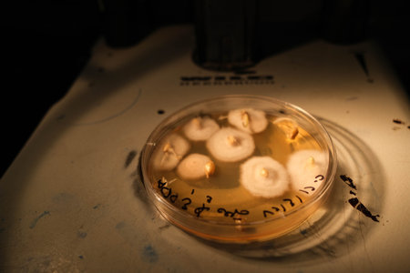 basra, Iraq - april 30, 2021: photo of fungi growth on agar media in petri dish