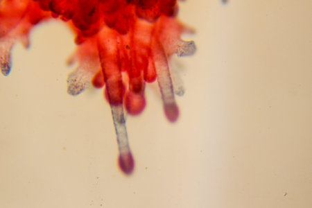 Entire stained starfish larva showing radial symmetry clearly