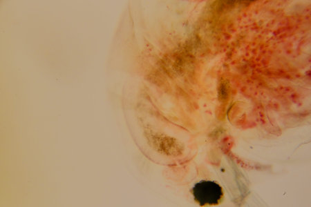 Daphnia water flea viewed under compound light microscope