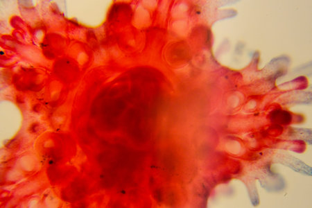 Entire stained starfish larva showing radial symmetry clearly