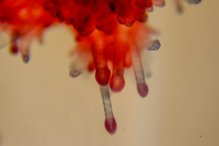 Entire stained starfish larva showing radial symmetry clearlyの写真素材