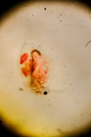 Daphnia water flea viewed under compound light microscopeの写真素材