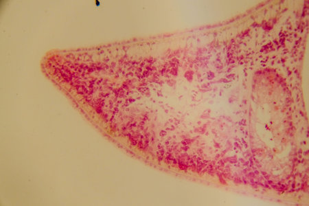 Planaria whole mount slide showing internal organs stained