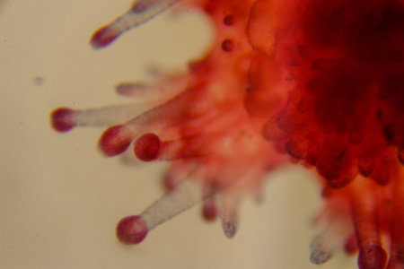 Entire stained starfish larva showing radial symmetry clearlyの写真素材