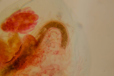 Daphnia water flea viewed under compound light microscope