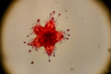 Entire stained starfish larva showing radial symmetry clearly