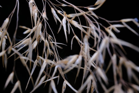 Dried cane seeds swaying gently in evening breezeの写真素材