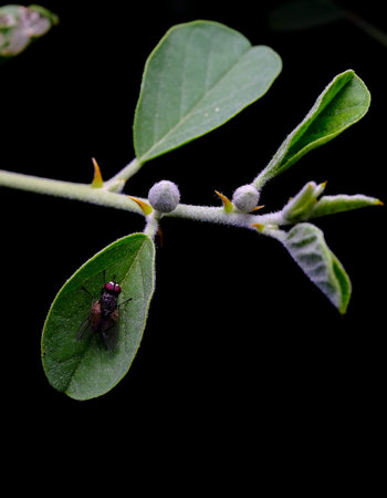 Housefly resting on fuzzy leaf with sharp thorns
