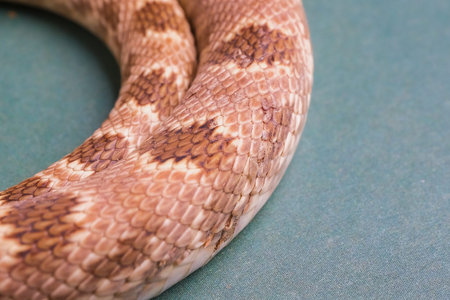 Close up of a Corn Snake (Naja scutellata)