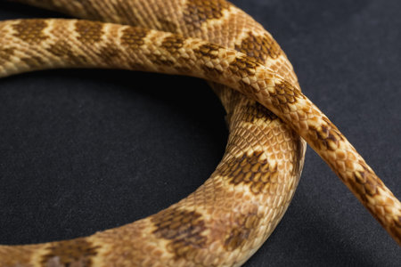 Corn snake on a black background. Close-up. Studio shot.