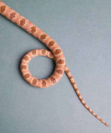 Corn snake on a blue background, close-up, top view