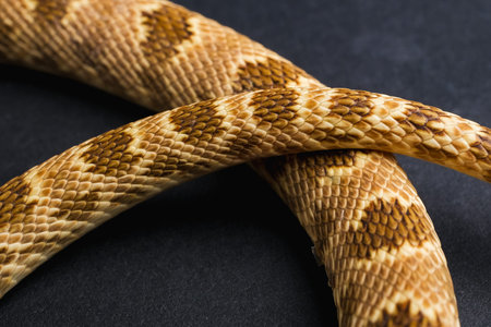 Close-up of a rattlesnake on a black background