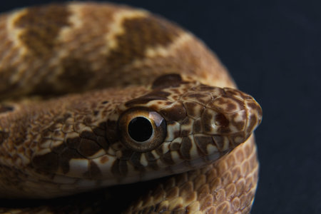 Portrait of a snake on a black background. Close-up.