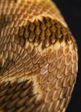 Close up of the head of a snake on a black background.