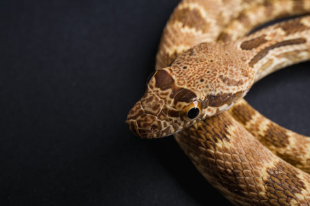 Corn snake on a black background. Close-up, macro.