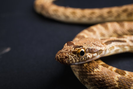 Corn snake on a black background. Close-up. Studio shot.の写真素材