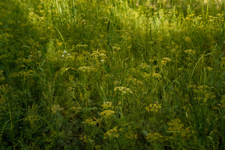Green grass and dill in the meadow. Nature background.