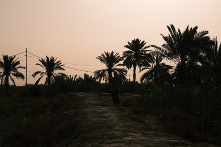 Silhouette of a man walking on a path between palm treesの写真素材