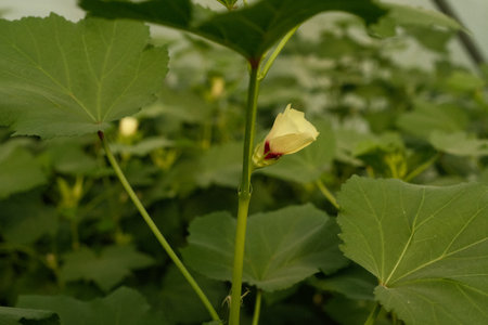 Okra flower blooming in the garden with green leaves background.の写真素材
