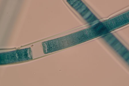 Microscopic view of blue-green algae filaments, showcasing their structure and textureの写真素材