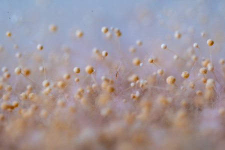Close-up of mold spores on a surface, creating a soft, abstract pattern.の写真素材