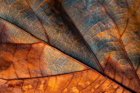 Close-up of a colorful autumn leaf showing intricate vein patterns.の写真素材