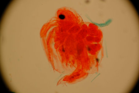 Close-up of a red microscopic organism under a microscope.の写真素材