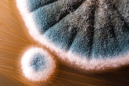 Close-up of mold growth with blue and white textures on a surface.の写真素材